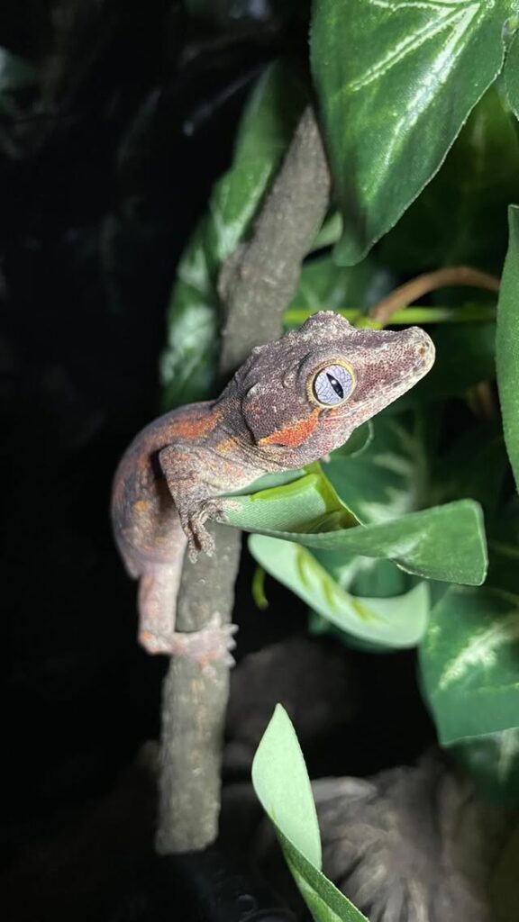 gargoyle