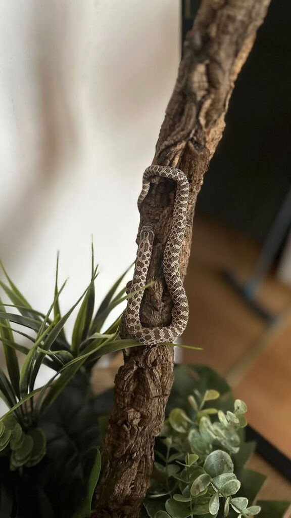 snakey