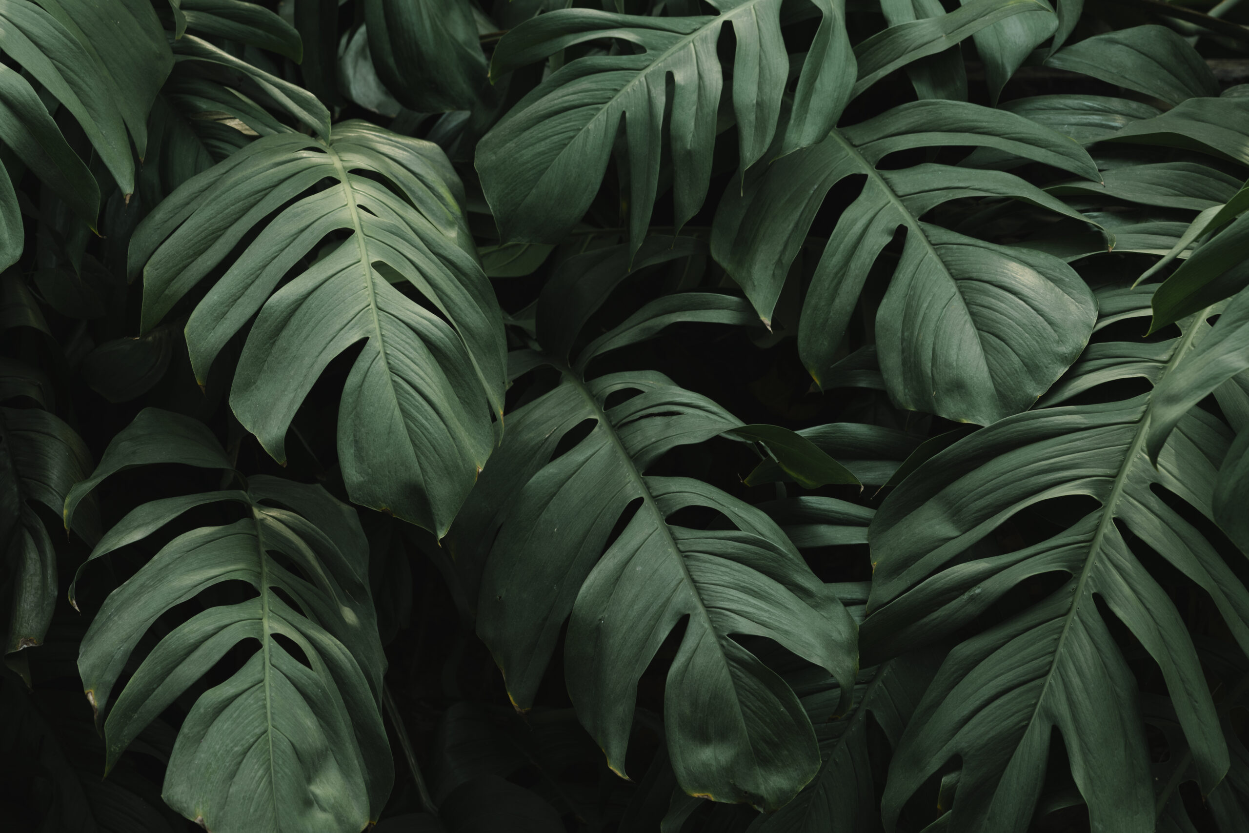tropical-green-leaves-background